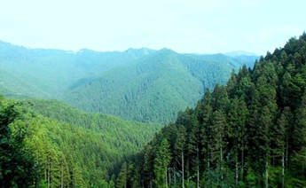 【和歌山山林】佐田黒谷南ベラ938番